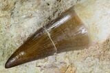 Mosasaur (Prognathodon) Tooth In Rock - Rooted! #105852-2